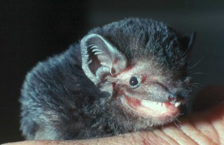 goulds-wattled-bat