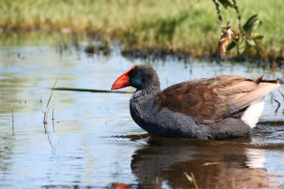 Purple_swamphen