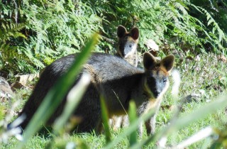 A swamp wallaby and her joey standing next to one another