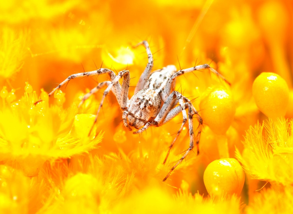 Lynx spider on Verticordia nitens (Morrison's Featherflower)