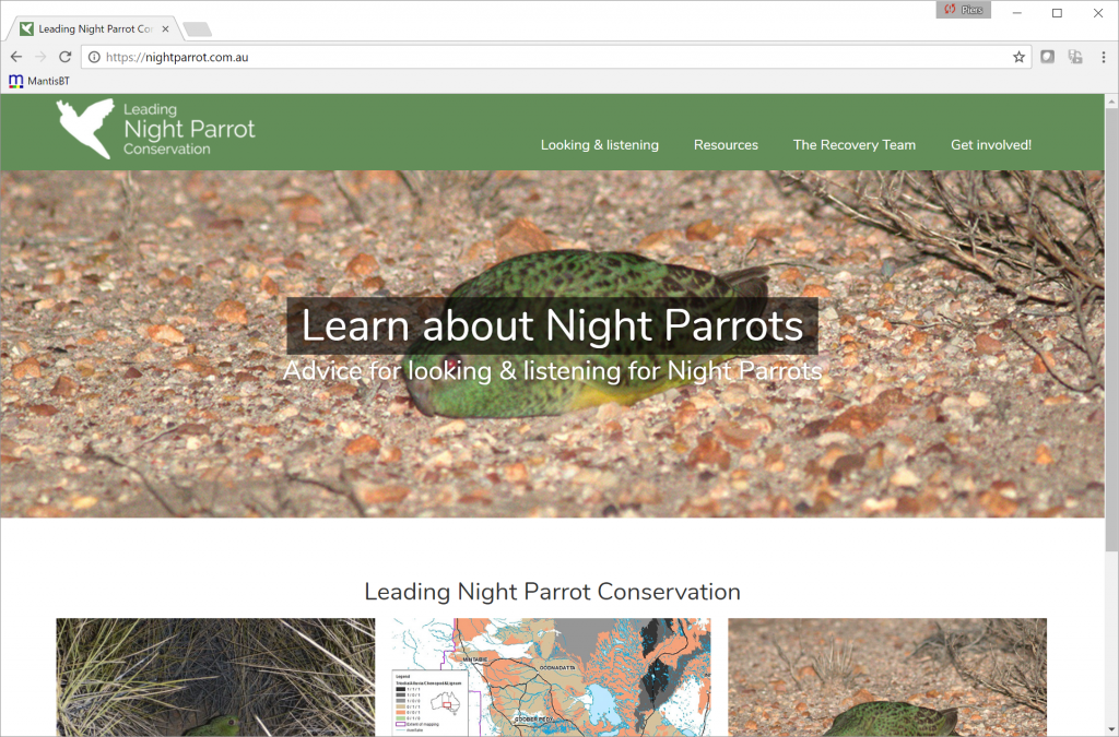 nightparrot