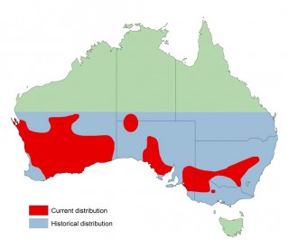 map-malleefowl