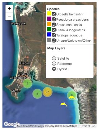 Observations of dolphin species in Roebuck bay, Broome.