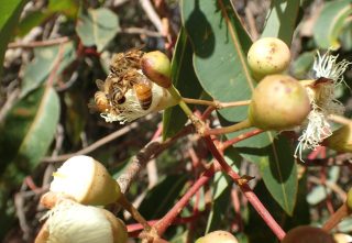 Honey bee on Marri