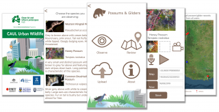 CAUL Urban Wildlife app - Possum and Glider module