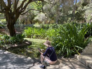 Frog survey in UWA's Sunken Garden