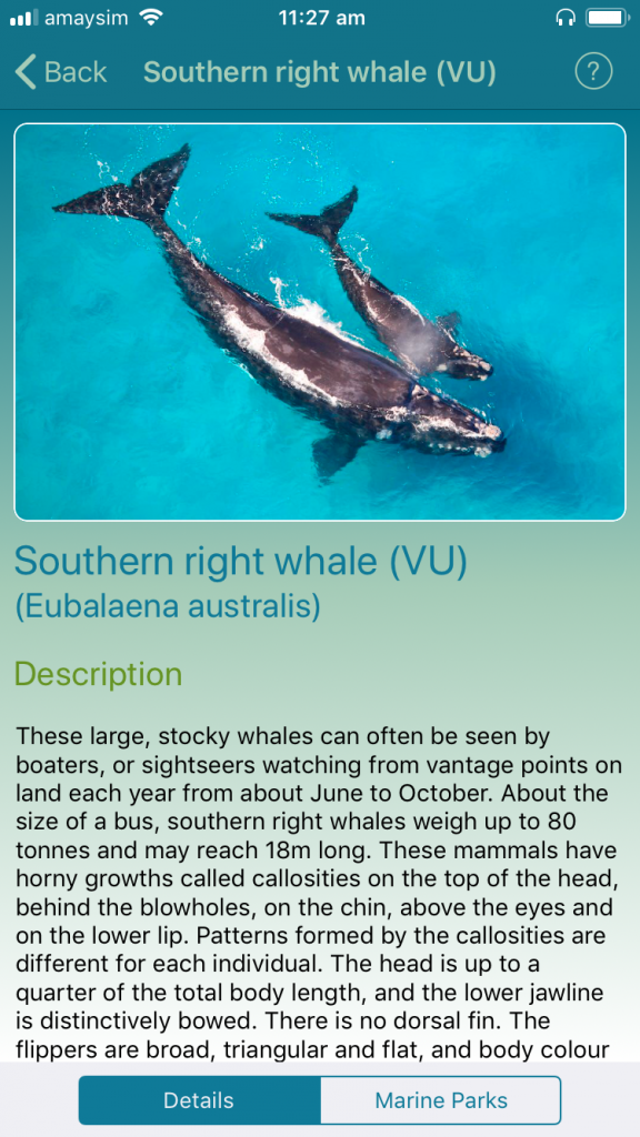 Southern Right Whale