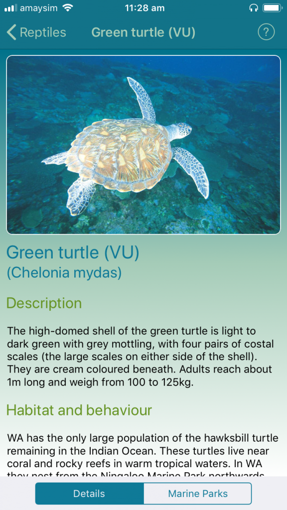 Green Turtle